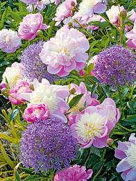 Eine reizvolle Kombination: Gefüllt blühende Pfingstrose in Rosa mit kugeligem Zierlauch in Violett