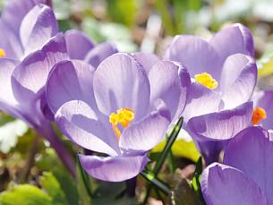 Gartenkrokussen können empfindlich sein.