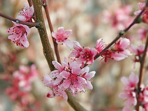 Die hübschen rosafarbenen Blüten erscheinen sehr früh, oft schon Anfang März.