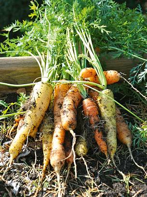 Möhren sind vitaminreich, lecker und gedeihen gut – selbst im Hochbeet. Im Trend liegen farbige Sorten.