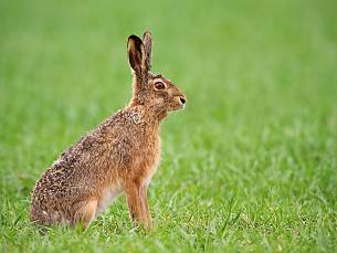 Europäischer brauner Hase