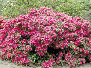 Japanische Azaleen wie diese Sorte 'Royal Pink' erfreuen im Frühjahr mit üppiger Blüte.