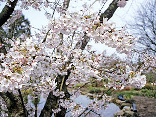 Zierkirschen wie diese Prunus subhirtella öffnen ab Ende März ihre weißen oder rosa Blüten.