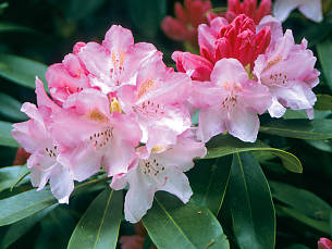 Rhododendren yakushimanum wie diese Sorte 'Apfelblüte' sind gut sonnenverträglich.