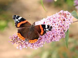 Auf die richtigen Blüten kommt es an, damit es im Garten summt und flattert.