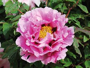 Strauch-Pfingstrose (Paeonia suffruticosa)