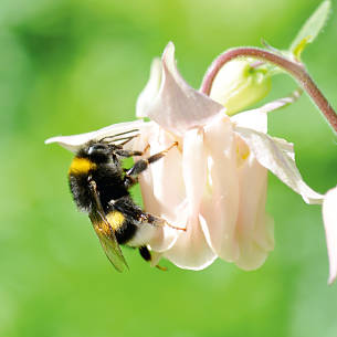 Eine Erdhummel sucht Nektar an der Blüte einer Akelei.