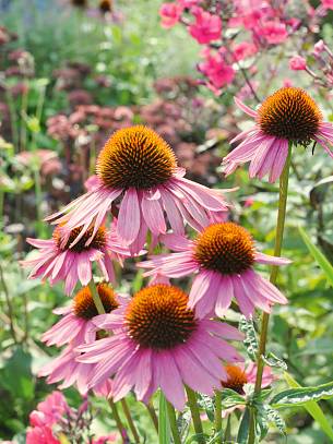 Der Purpursonnenhut (Echinacea purpurea) ist sowohl Blickfang als auch Nahrung für Insekten.