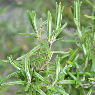 Rosmarin hat ein unverwechselbar mediterranes Aroma.