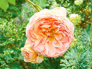 Mit Stecklingen kannst du deine Lieblingsrose aus dem Garten vermehren.