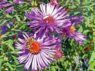 Blüte einer Rauhblatt-Aster mit Honigbiene