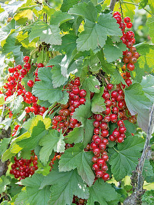 Säuerlich: Rote Johannisbeeren ­lassen sich leicht ernten.