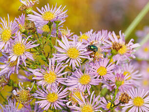 So zart: Glattblattaster (Aster novi-belgii)