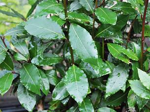 Lorbeer (Laurus nobilis)