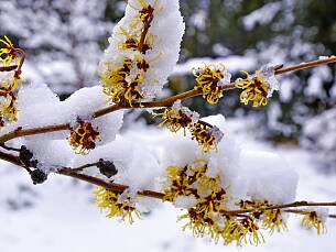 Die Zaubernuss blüht auch bei Schnee.