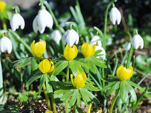 Schneeglöckchen und Winterlinge