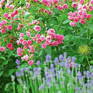 Blau blühende Stauden wie Katzenminze, Salbei oder Lavendel passen zu allen Rosenfarben.