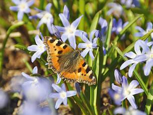 Erste Nahrungsquelle nach der Winterruhe: „Kleiner Fuchs“ auf blühendem Schneestolz (Chionodoxa luciliae)