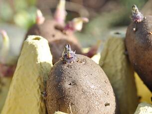 In „Eierpappe“ vorgekeimte Frühkartoffeln