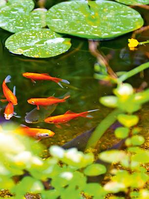 Bei einem Teich mit Fischbesatz ist die Wasserqualität auch von der richtigen Fütterung der Fische abhängig.