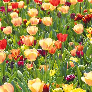 Tulpenblüten mit Leuchtkraft