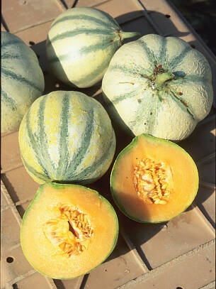 Charentais-Melonen gedeihen recht problemlos.