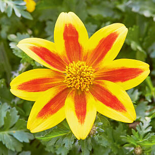 Toller Blickfang: Bidens ‘TakaTuka<sup>®</sup> Yellow Red Star’