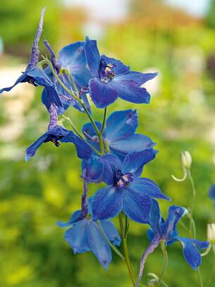 Verschiedene Blautöne bei Blüten finden sich unter anderem beim ­eleganten Rittersporn.