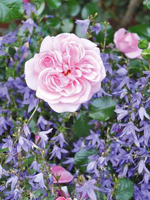 Perfekte Zweisamkeit: Glockenblumen und Rosen