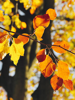 Auch im Nebelmonat gibt es sonnige Tage. Im vergangenen November waren es 85 Stunden.