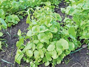 Winterportulak, ein Salat, den Sie noch im Dezember aussäen und ab März ernten können.