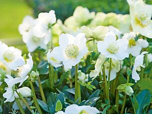 Edle Blüten im Winter: Christrose ‘Winter<sup>®</sup>Sun’