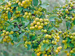 Die beerenartigen Früchte des Zierapfels stellen in der kalten Jahreszeit eine wichtige Nahrungsquelle für viele Vögel da.