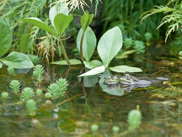 Frösche, Libellen und andere Kleintiere siedeln sich ganz von selbst im und am Gartenteich an.