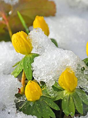 Erste Vorfrühlingsboten: Winterlinge (Eranthis hyemalis).