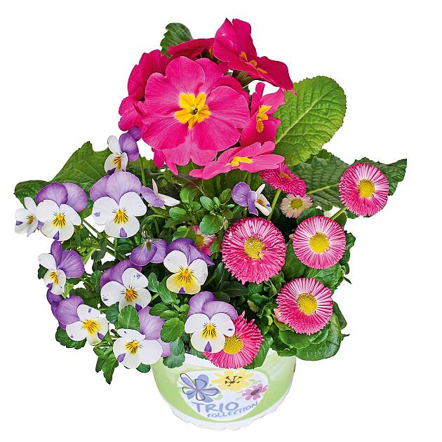 In frischen Frühlingsfarben: Trio Spring Checkies<sup>®</sup> Pink Love