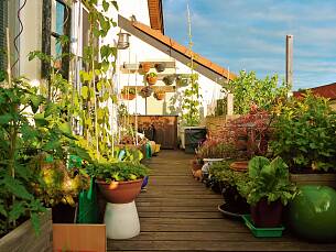 Auch der kleinste Raum im Hinterhof oder auf der Terrasse lässt sich in ein Gemüsebeet verwandeln.