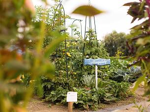 Gemüse liebt Sonne, es sollte möglichst der sonnigste Ort im Garten ausgewählt werden.