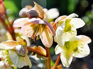 Die Christ- oder Schneerose (Helleborus niger) blüht von Dezember bis März.