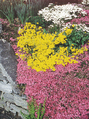 Rosarote Blütenpracht mit Teppichphlox