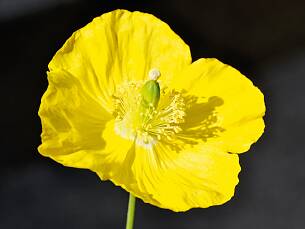 Gelber Scheinmohn (Meconopsis cambrica) blüht von Juni bis September und versamt sich selbst.