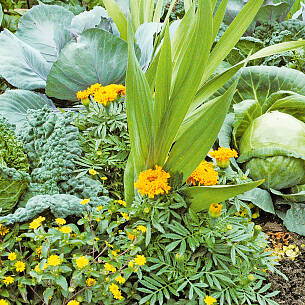 Kleines Beet und große Vielfalt: Blumen, Rot-, Weiß- ­sowie Wirsingkohl