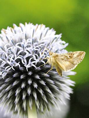 Die kugelförmigen Blüten der Kugeldistel sind bei Insekten eine beliebte Nahrungsquelle und als Trockenblume ausgesprochen dekorativ.