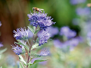 Hummeln und Wildbienen fliegen auf die Bartblume.