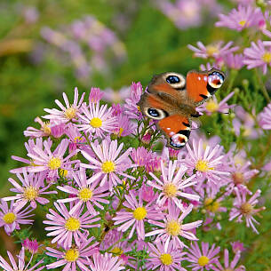 Die Myrten-Aster zeigt ganz feine Strahlenblüten.