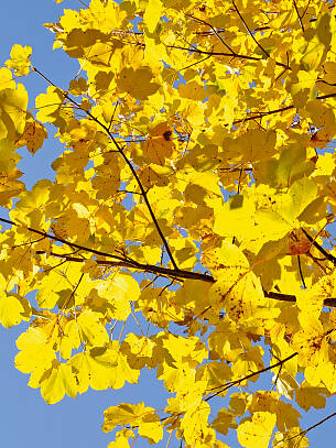 Goldener Oktober