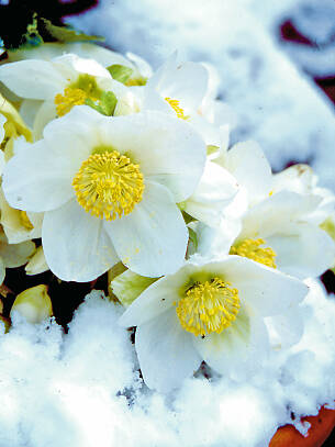 Christrosen blühen im Winter.