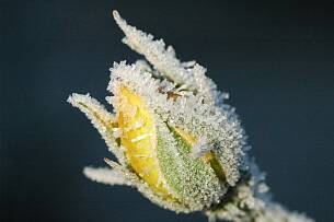 Eine kurze Frostperiode wird die Rosenknospe nicht am Aufblühen hindern.