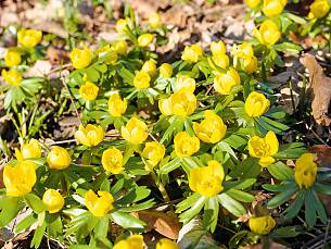 Windgeschützt und mit wärmendem Falllaub umgeben fühlen sich Winterlinge (Eranthis hyemalis) sehr wohl.