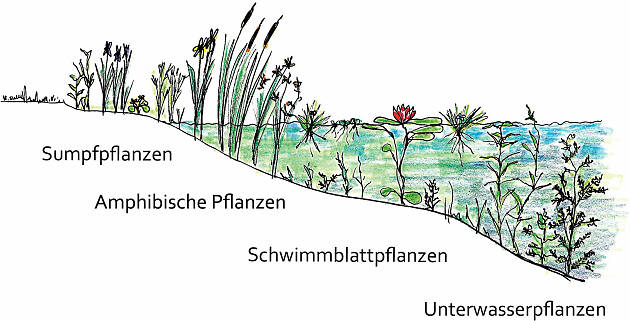 Pflanzen für Teichzonen